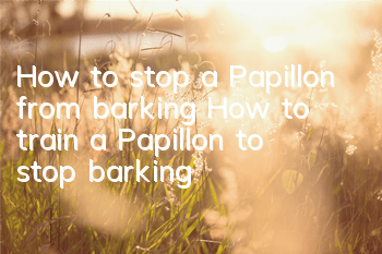 How to stop a Papillon from barking? How to train a Papillon to stop barking?