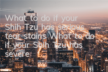 What to do if your Shih Tzu has serious tear stains What to do if your Shih Tzu has severe tear stains