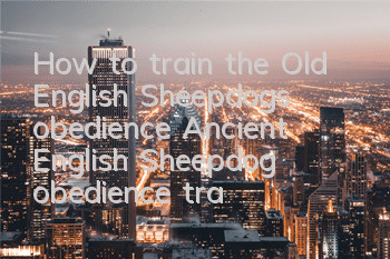 How to train the Old English Sheepdog’s obedience? Ancient English Sheepdog obedience training tutorial