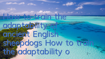 How to train the adaptability of ancient English sheepdogs How to train the adaptability of ancient English sheepdogs
