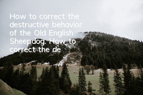 How to correct the destructive behavior of the Old English Sheepdog. How to correct the destructive behavior of the Old English Sheepdog.