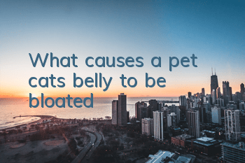 What causes a pet cat’s belly to be bloated?
