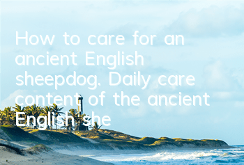 How to care for an ancient English sheepdog. Daily care content of the ancient English sheepdog.