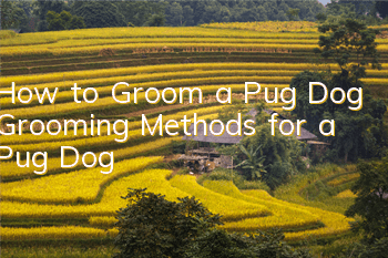 How to Groom a Pug Dog Grooming Methods for a Pug Dog