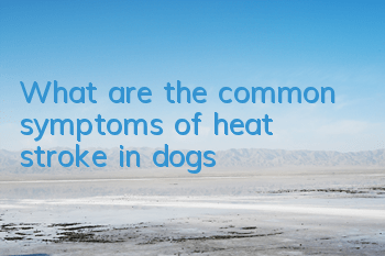 What are the common symptoms of heat stroke in dogs?