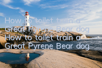 How to toilet train a Great Pyrene Bear dog How to toilet train a Great Pyrene Bear dog