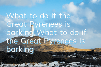 What to do if the Great Pyrenees is barking? What to do if the Great Pyrenees is barking?