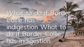 What to do if Border Collie has indigestion? What to do if Border Collie has indigestion?
