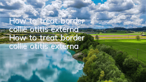 How to treat border collie otitis externa? How to treat border collie otitis externa?
