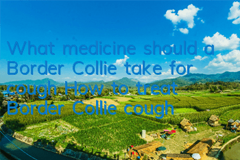 What medicine should a Border Collie take for cough? How to treat Border Collie cough?