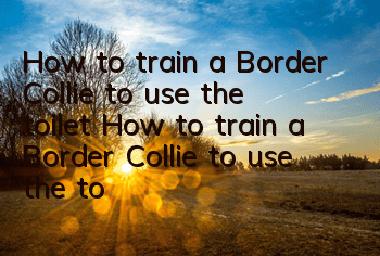 How to train a Border Collie to use the toilet? How to train a Border Collie to use the toilet at a designated location?