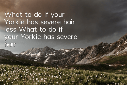 What to do if your Yorkie has severe hair loss? What to do if your Yorkie has severe hair loss?