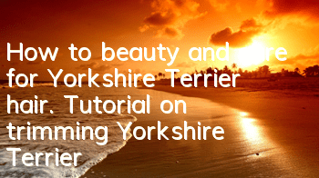 How to beauty and care for Yorkshire Terrier hair. Tutorial on trimming Yorkshire Terrier hair.