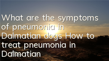 What are the symptoms of pneumonia in Dalmatian dogs? How to treat pneumonia in Dalmatian dogs?
