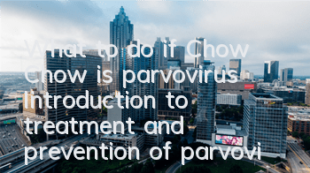 What to do if Chow Chow is parvovirus? Introduction to treatment and prevention of parvovirus in Chow Chow.
