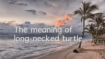 TThe meaning of long-necked turtle