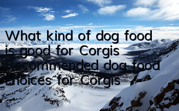 What kind of dog food is good for Corgis? Recommended dog food choices for Corgis