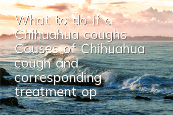 What to do if a Chihuahua coughs? Causes of Chihuahua cough and corresponding treatment options