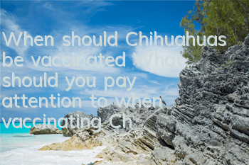 When should Chihuahuas be vaccinated? What should you pay attention to when vaccinating Chihuahuas?