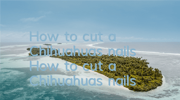 How to cut a Chihuahua's nails How to cut a Chihuahua's nails