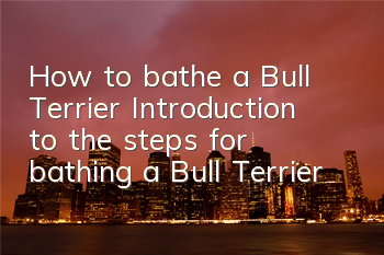 How to bathe a Bull Terrier? Introduction to the steps for bathing a Bull Terrier