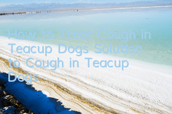 How to Treat Cough in Teacup Dogs Solution to Cough in Teacup Dogs