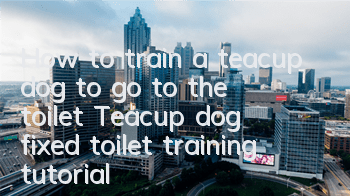 How to train a teacup dog to go to the toilet? Teacup dog fixed toilet training tutorial