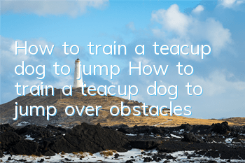 How to train a teacup dog to jump? How to train a teacup dog to jump over obstacles?