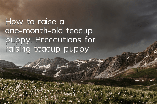 How to raise a one-month-old teacup puppy. Precautions for raising teacup puppy