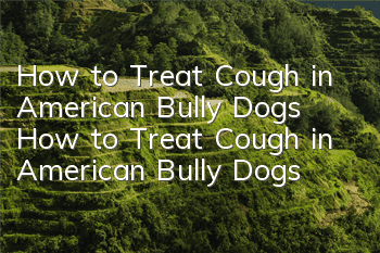 How to Treat Cough in American Bully Dogs How to Treat Cough in American Bully Dogs