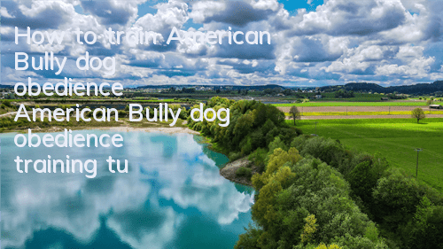 How to train American Bully dog ​​obedience American Bully dog ​​obedience training tutorial