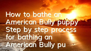 How to bathe an American Bully puppy Step by step process for bathing an American Bully puppy