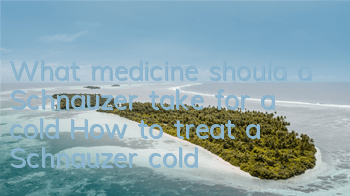 What medicine should a Schnauzer take for a cold? How to treat a Schnauzer cold?