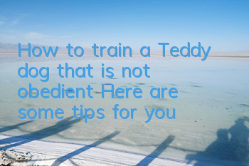 How to train a Teddy dog ​​that is not obedient? Here are some tips for you!
