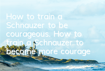 How to train a Schnauzer to be courageous. How to train a Schnauzer to become more courageous.