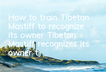 How to train Tibetan Mastiff to recognize its owner Tibetan Mastiff recognizes its owner training tutorial