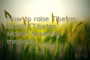 How to raise Tibetan Mastiff Tibetan Mastiff breeding methods
