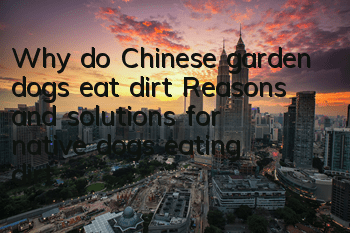 Why do Chinese garden dogs eat dirt? Reasons and solutions for native dogs eating dirt
