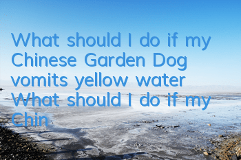 What should I do if my Chinese Garden Dog vomits yellow water? What should I do if my Chinese Garden Dog vomits yellow water?