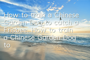 How to train a Chinese Garden Dog to catch a Frisbee. How to train a Chinese Garden Dog to fetch things.
