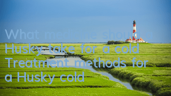 What medicine should a Husky take for a cold? Treatment methods for a Husky cold