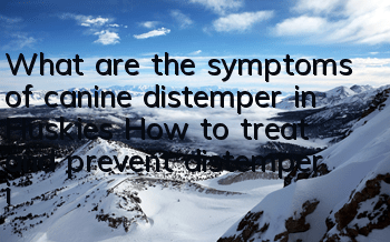 What are the symptoms of canine distemper in Huskies? How to treat and prevent distemper in Huskies?