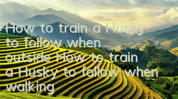 How to train a Husky to follow when outside? How to train a Husky to follow when walking?