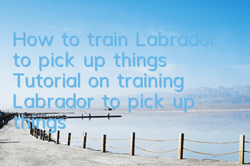 How to train Labrador to pick up things Tutorial on training Labrador to pick up things