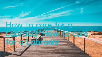 How to care for a Labrador How to care for a Labrador