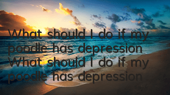 What should I do if my poodle has depression? What should I do if my poodle has depression?