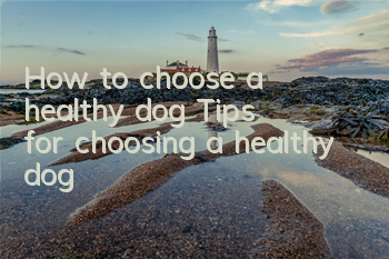 How to choose a healthy dog ​​Tips for choosing a healthy dog