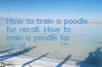 How to train a poodle for recall. How to train a poodle for recall.