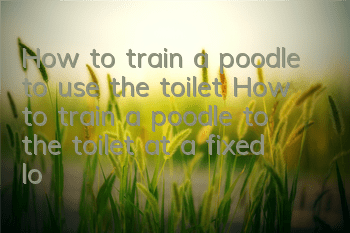 How to train a poodle to use the toilet? How to train a poodle to the toilet at a fixed location?