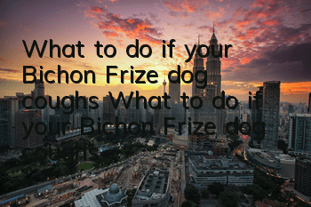 What to do if your Bichon Frize dog coughs? What to do if your Bichon Frize dog coughs?